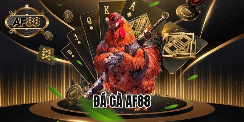 Đá gà AF88 - Đấu trường chọi kê kịch tính nhất năm 2025