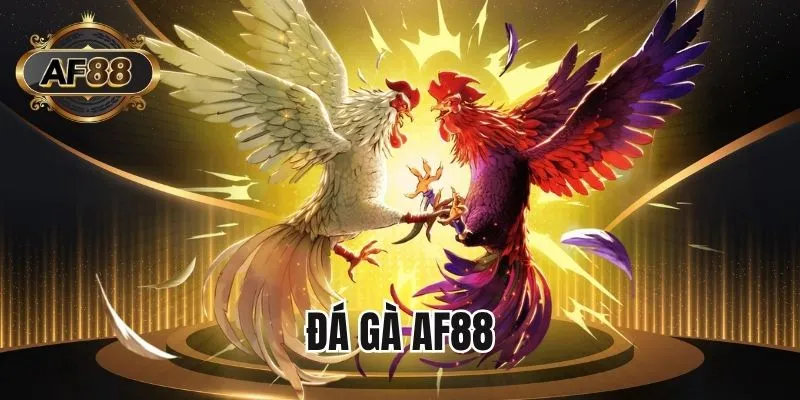 Sức hút của hệ thống đá gà AF88